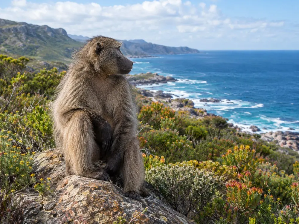 A chacma baboon sitting on a rock among fynbos, the sea behind