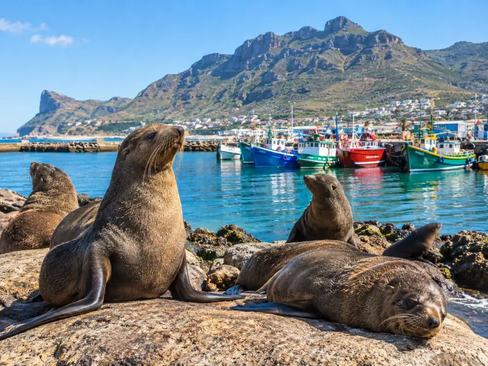 Cape fur seals on rocks in front of Hout Bay harbour and its fishing boats
