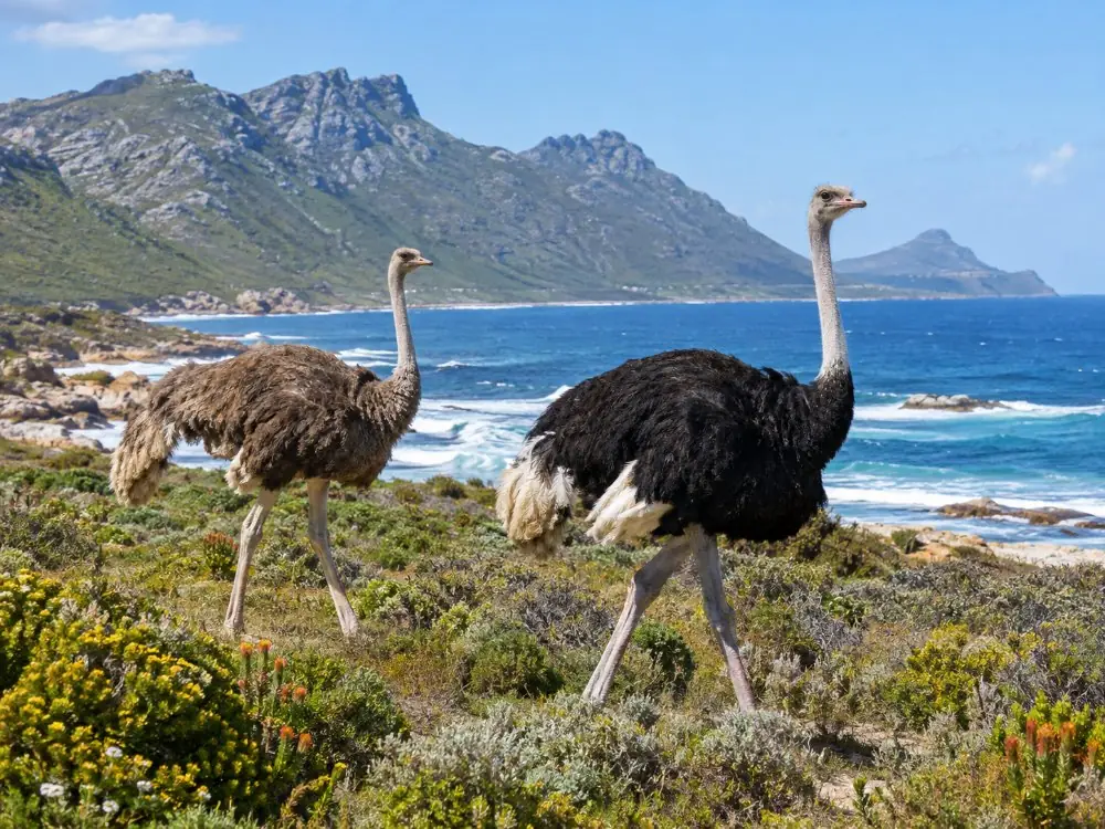 Two ostriches walking through fynbos near the ocean on the Cape Peninsula